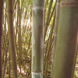 Bambu Phyllostachys glauca